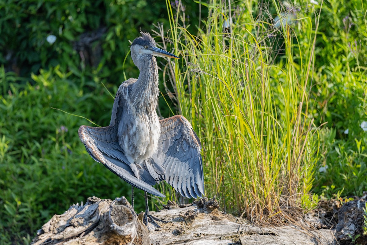 volavka velká - ML639322598