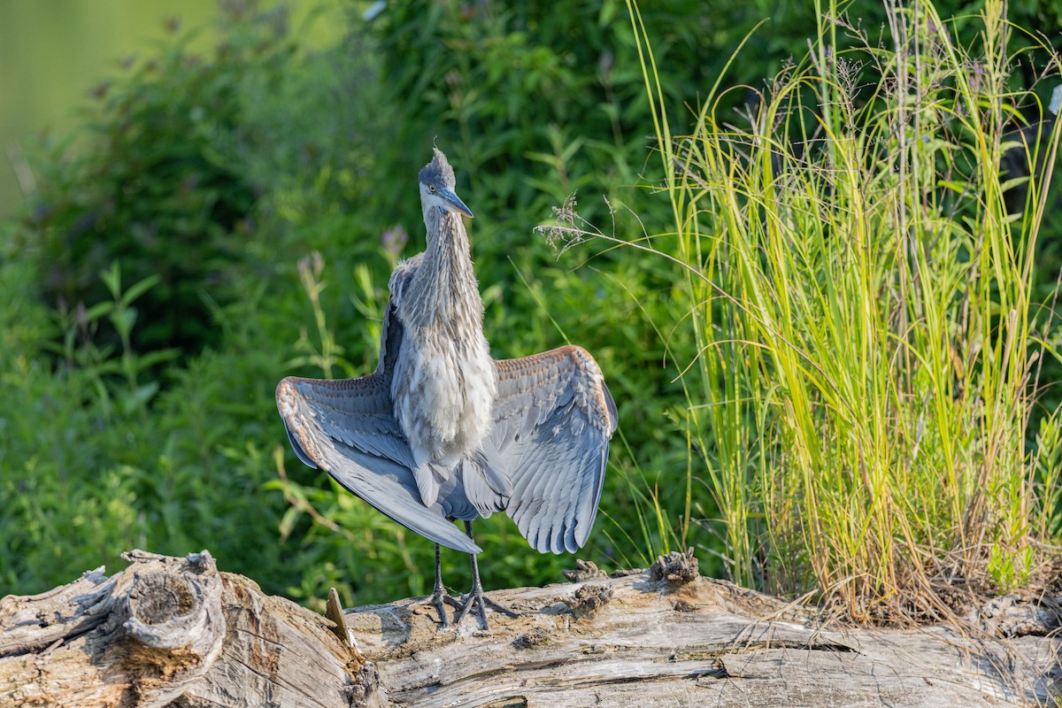 volavka velká - ML639322599