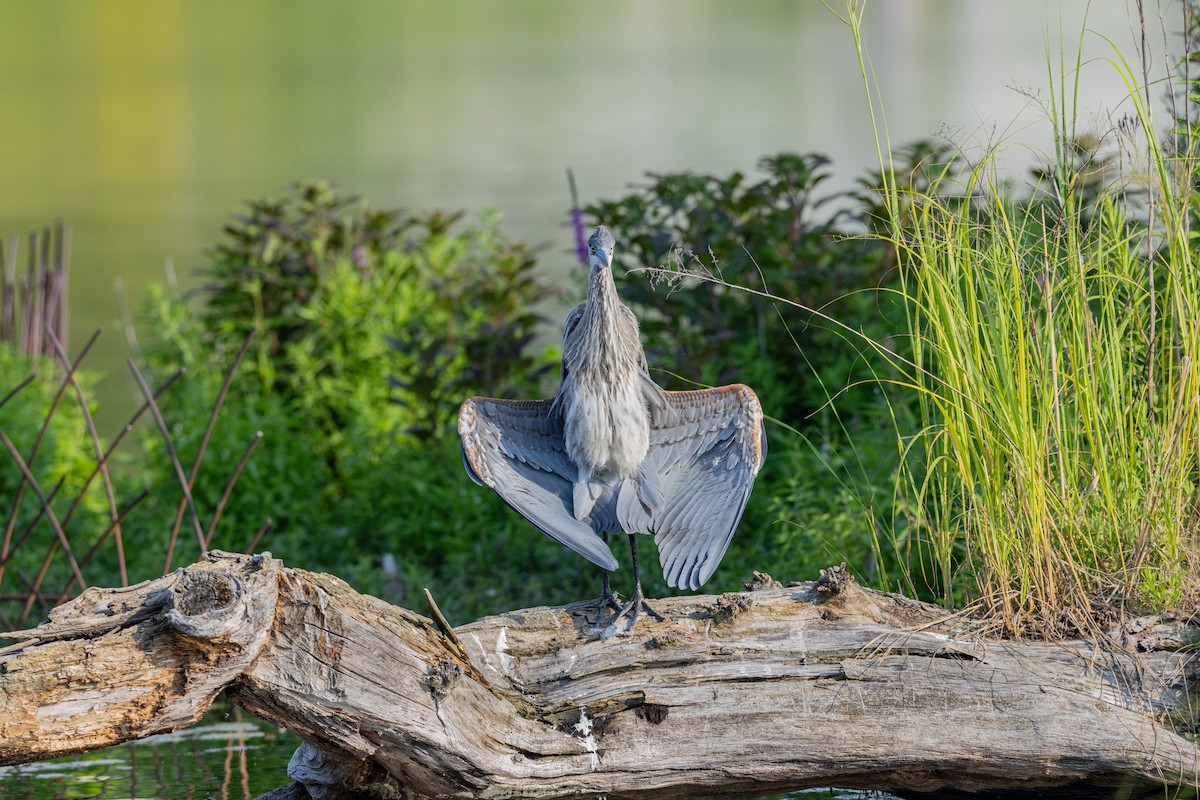 volavka velká - ML639322601