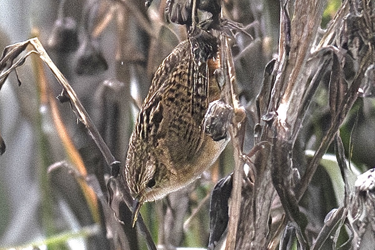 Grass Wren - ML639322735