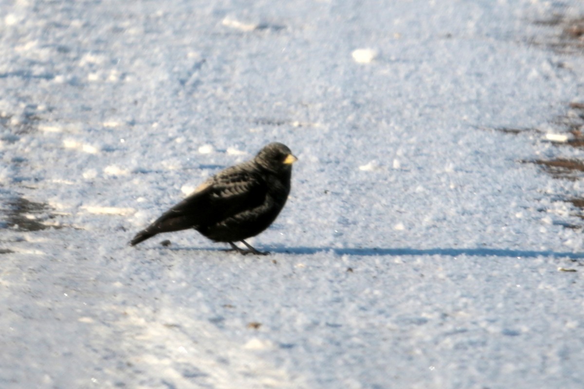 Black Lark - ML639322815