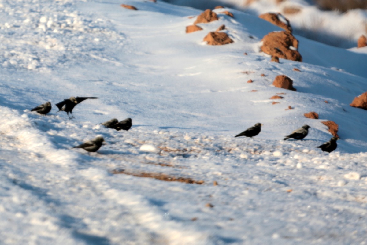 Black Lark - ML639322821