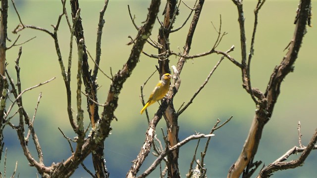 Serin du Cap - ML639322891
