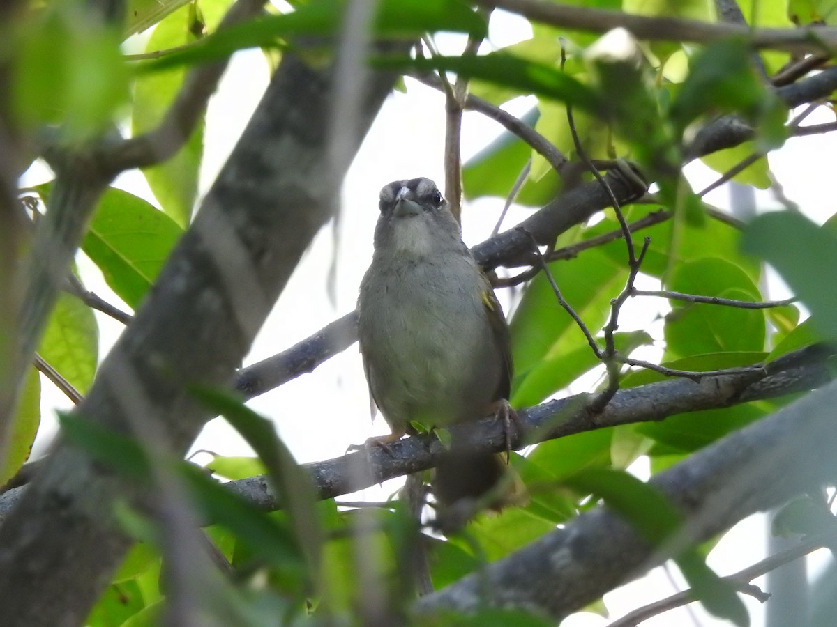 Green-backed Sparrow - ML639323040