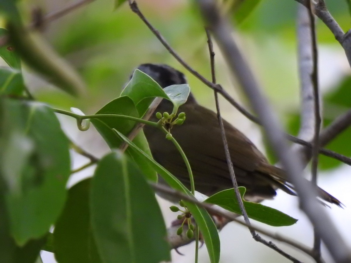 Green-backed Sparrow - ML639323041
