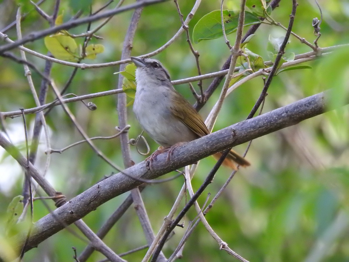 Green-backed Sparrow - ML639323042