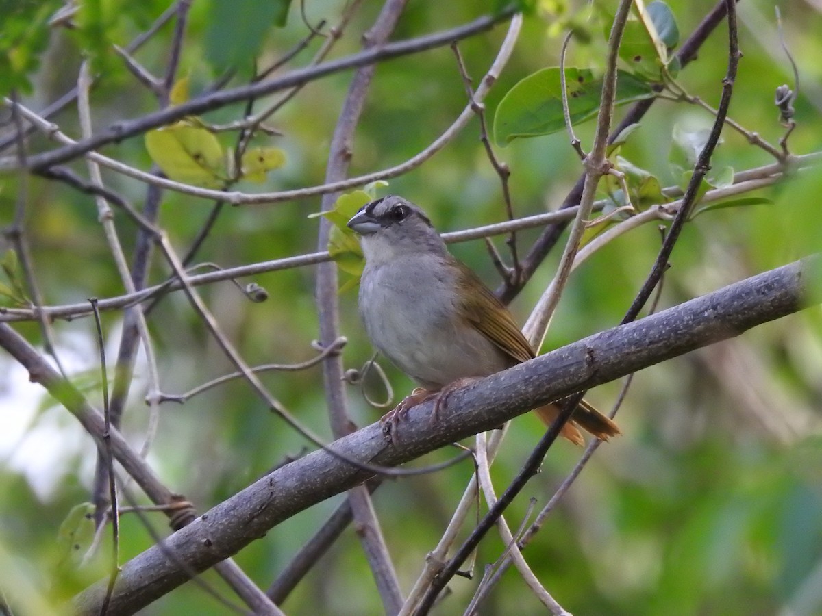 Green-backed Sparrow - ML639323043