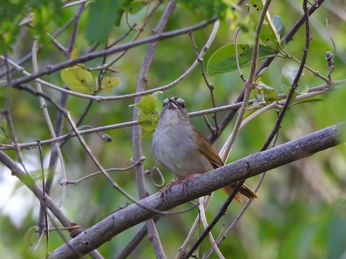 Green-backed Sparrow - ML639323044