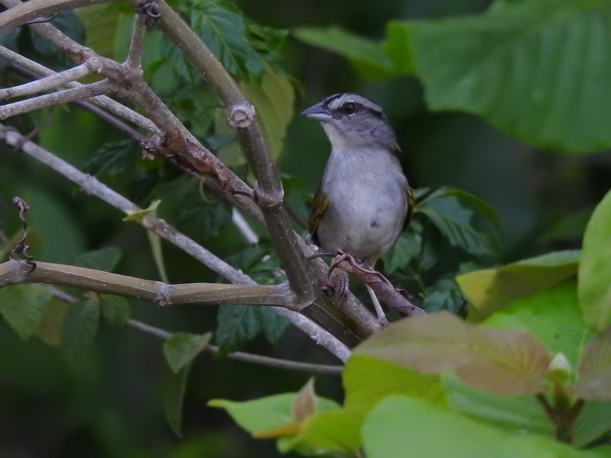 Green-backed Sparrow - ML639323045