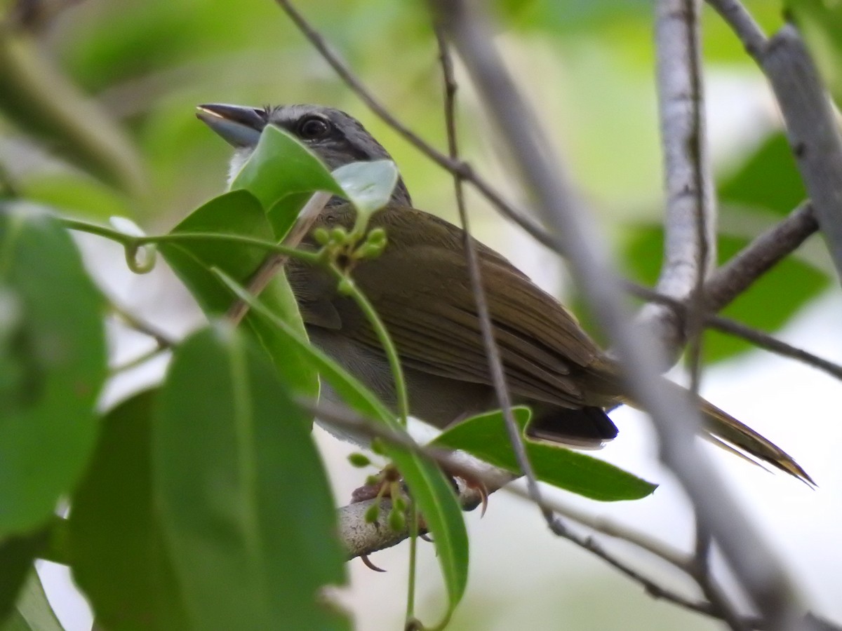 Green-backed Sparrow - ML639323046