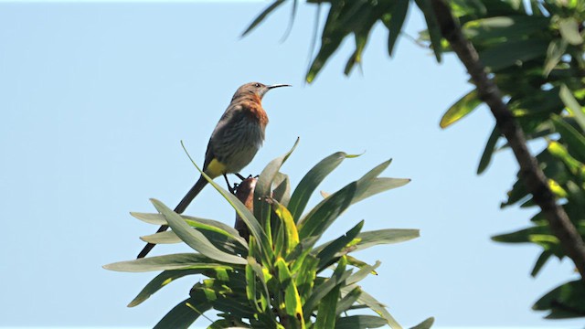 Gurney's Sugarbird - ML639323105