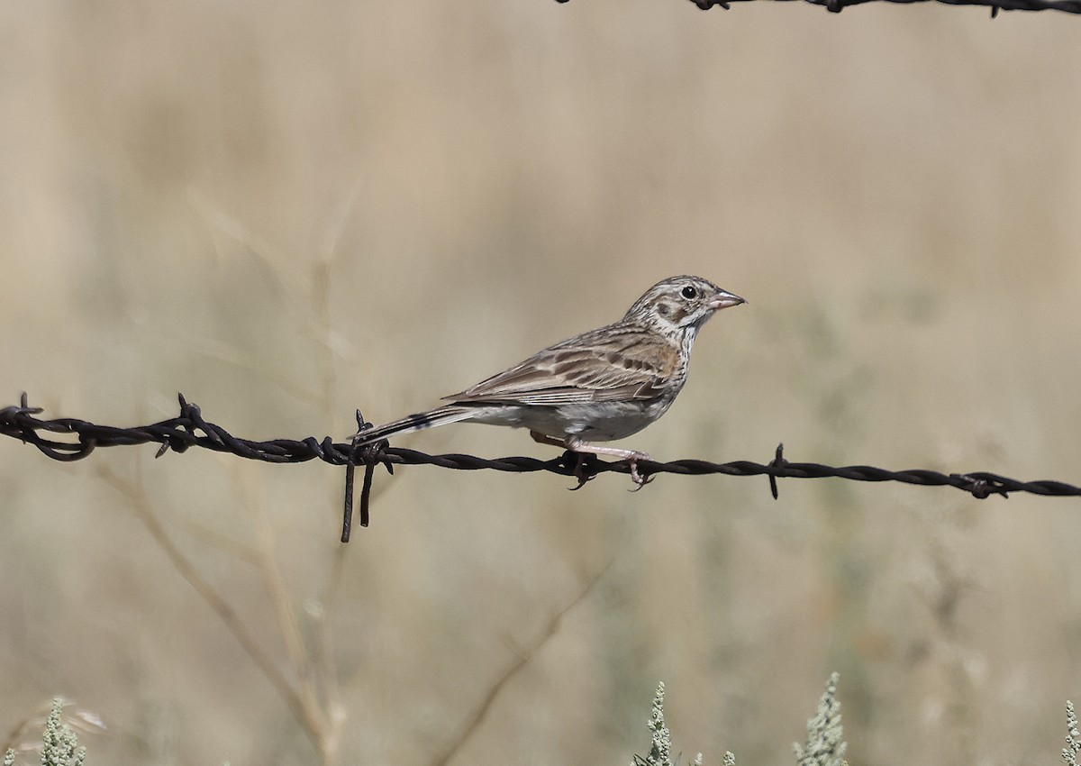 Vesper Sparrow - ML639323183