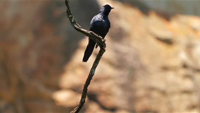 Red-winged Starling - ML639323211