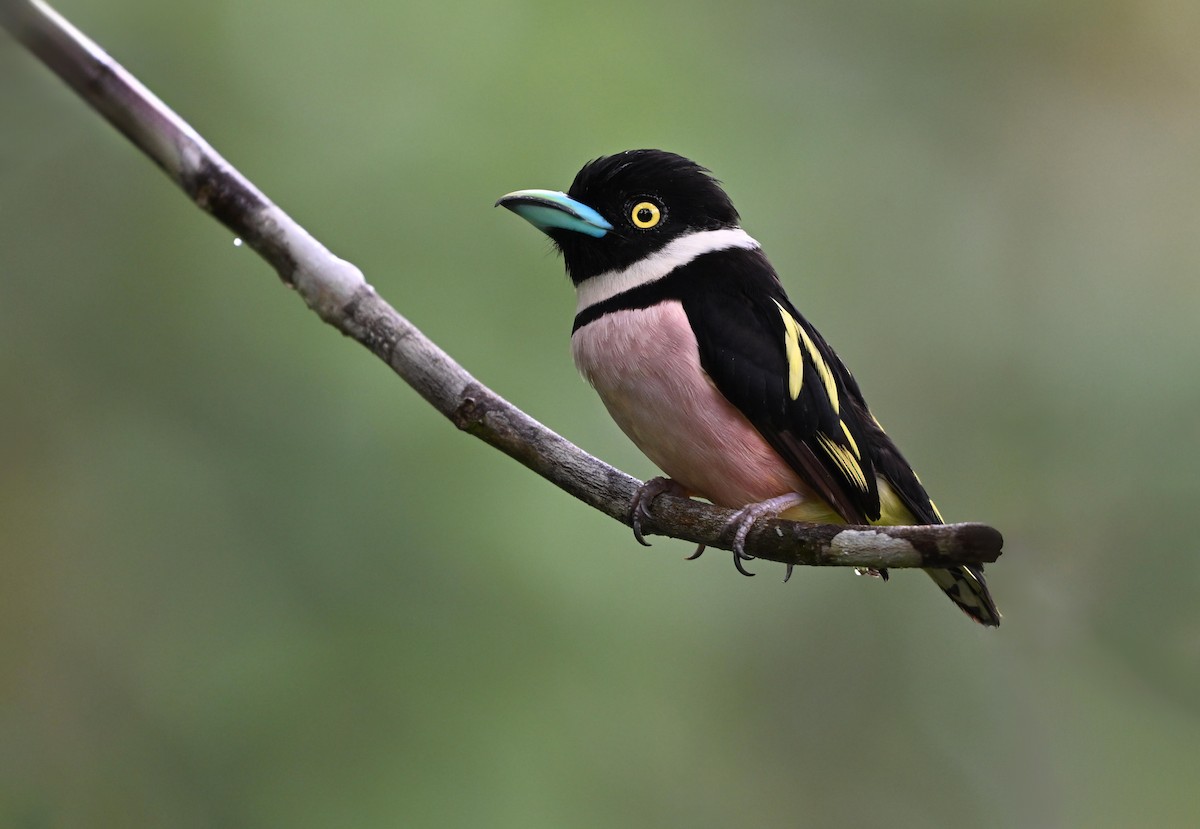 Black-and-yellow Broadbill - ML639323246