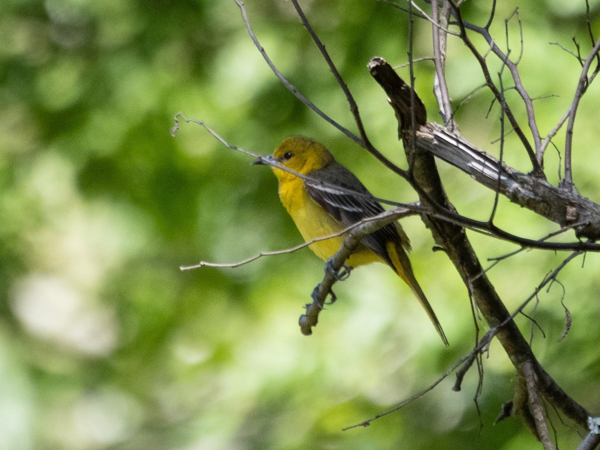 Orchard Oriole - ML639323276
