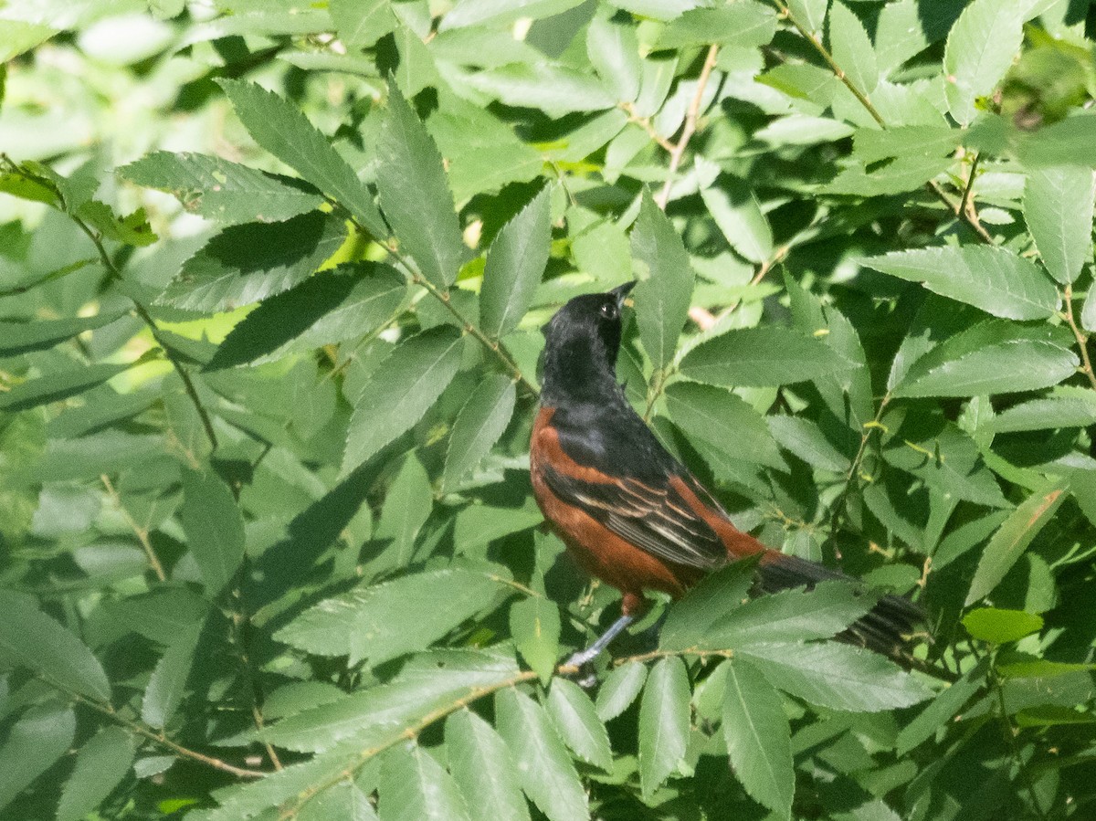 Orchard Oriole - ML639323278