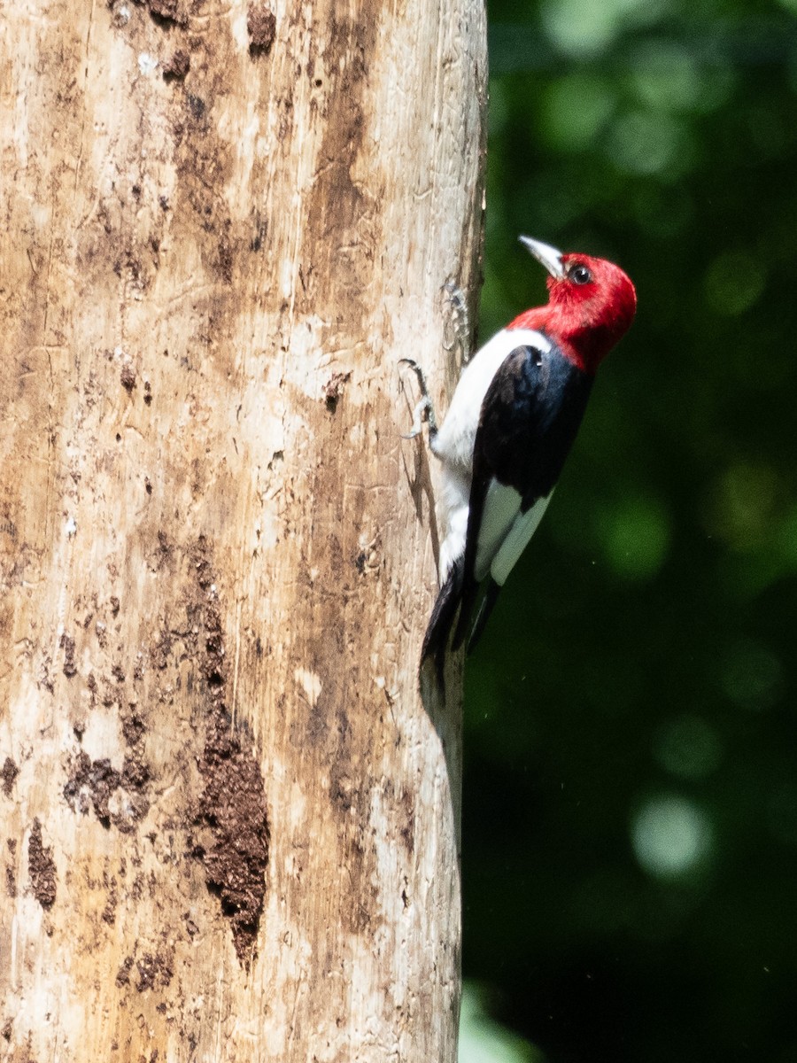 Red-headed Woodpecker - ML639323280