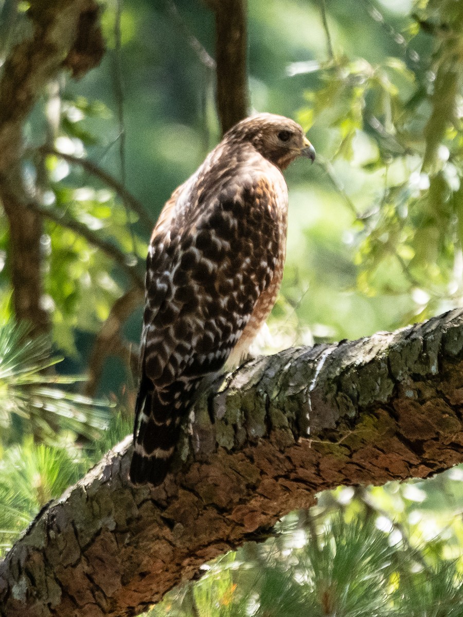 Red-shouldered Hawk - ML639323284