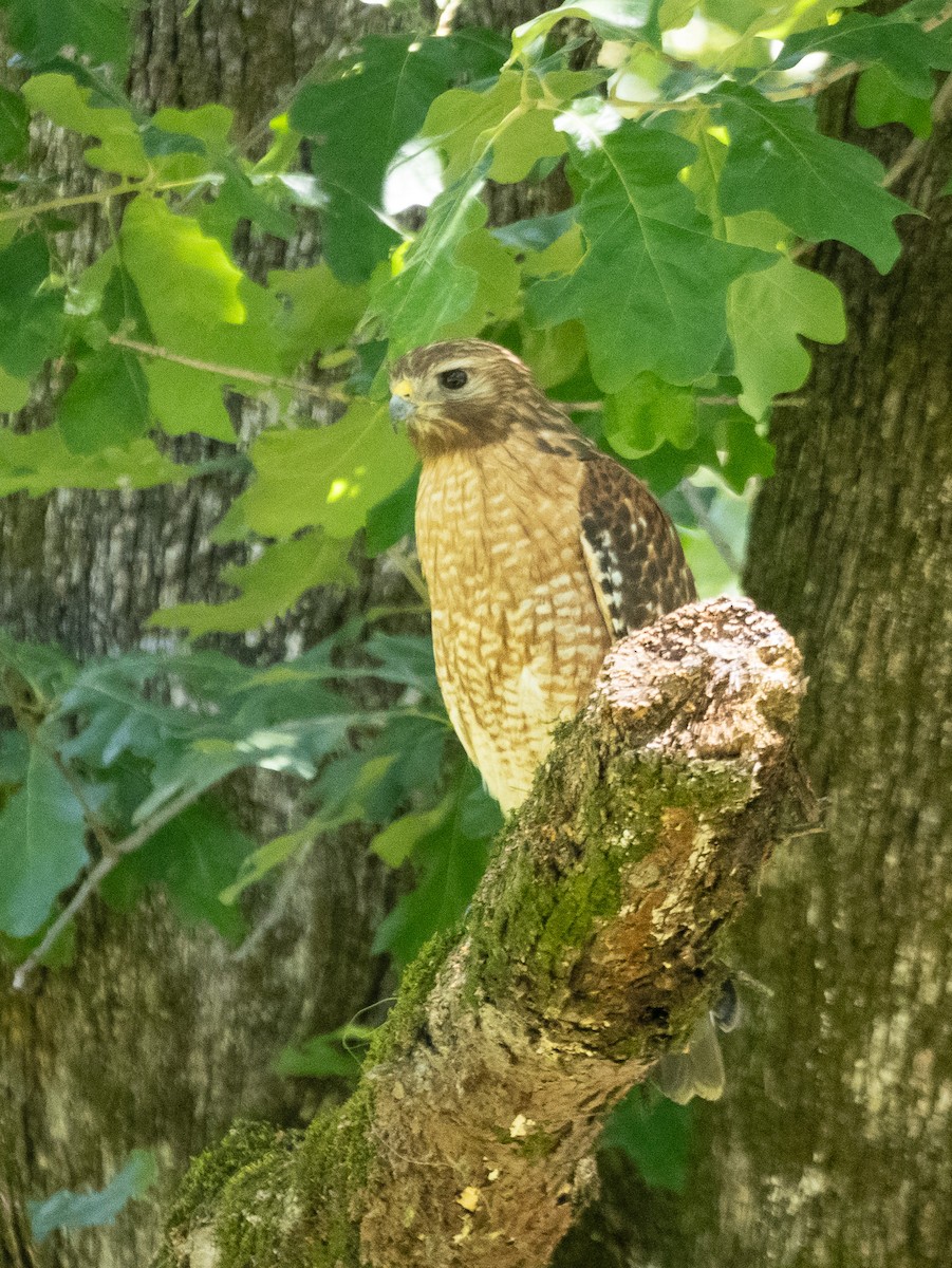 Red-shouldered Hawk - ML639323285