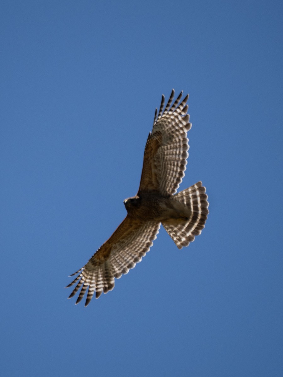 Red-shouldered Hawk - ML639323286