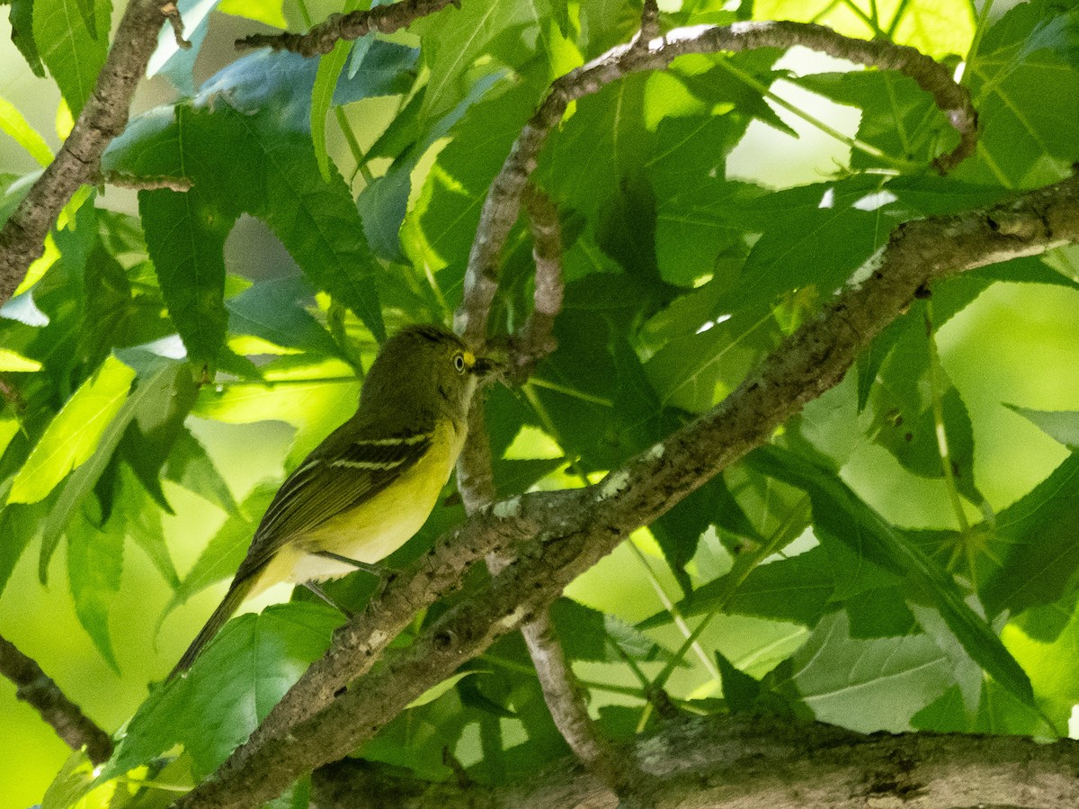 White-eyed Vireo - ML639323291