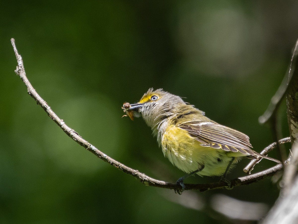 White-eyed Vireo - ML639323293