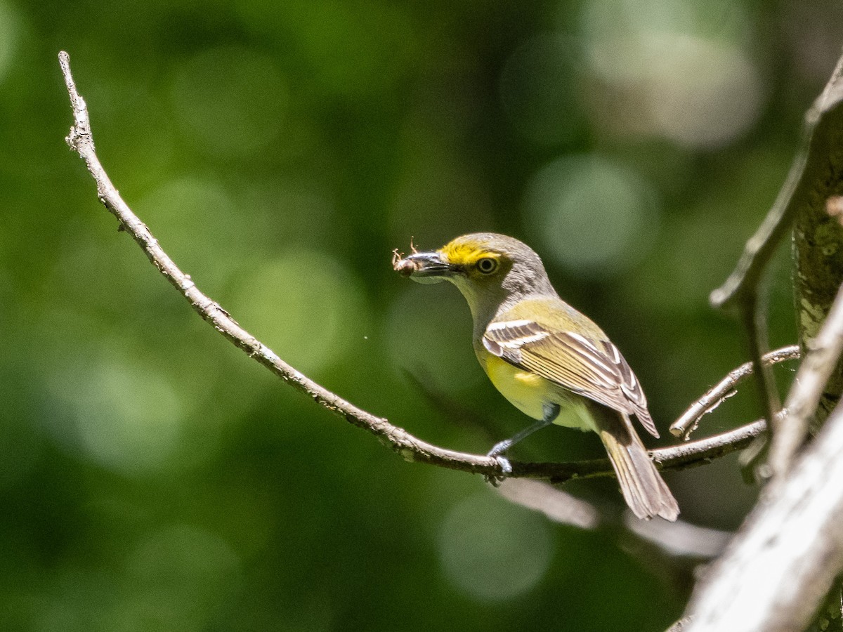 White-eyed Vireo - ML639323294