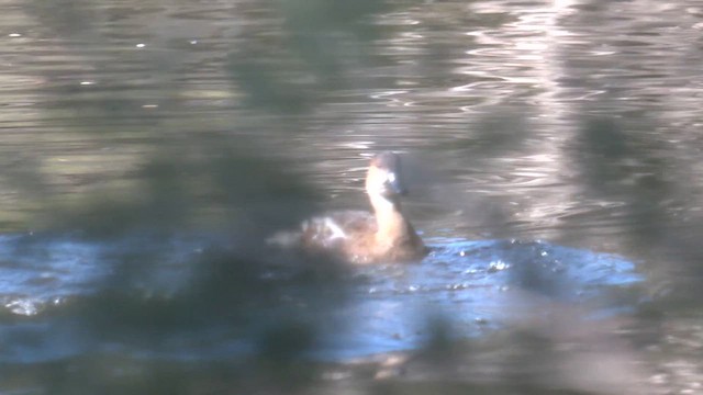 オオリュウキュウガモ - ML639323353