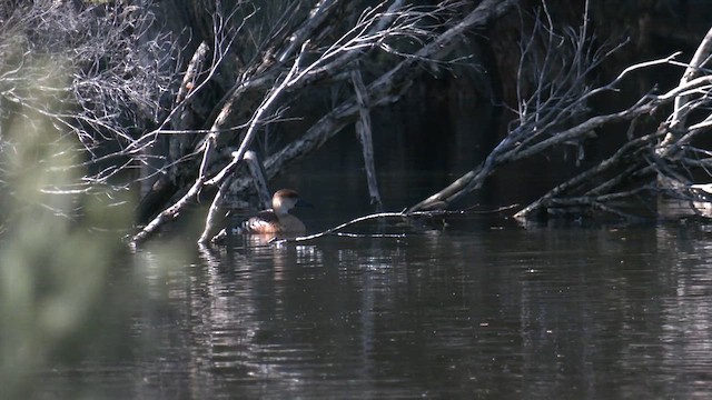 オオリュウキュウガモ - ML639323376