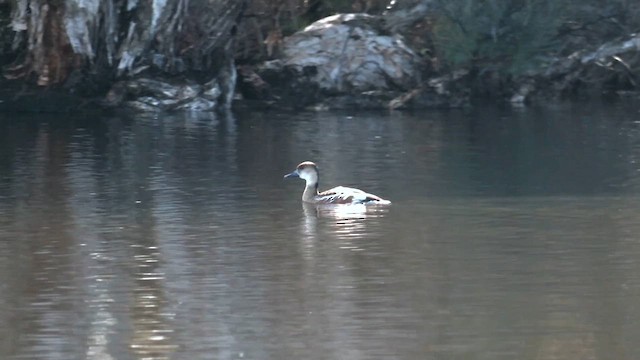 オオリュウキュウガモ - ML639323377