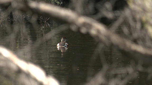 オオリュウキュウガモ - ML639323381