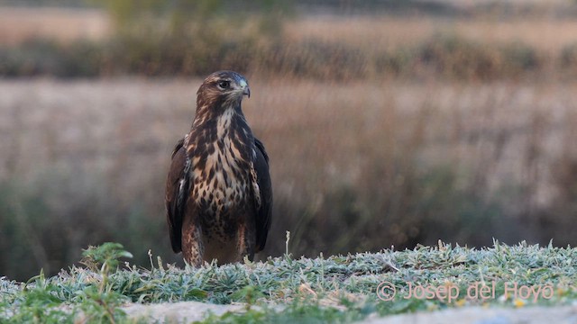 Common Buzzard (Western) - ML639323418