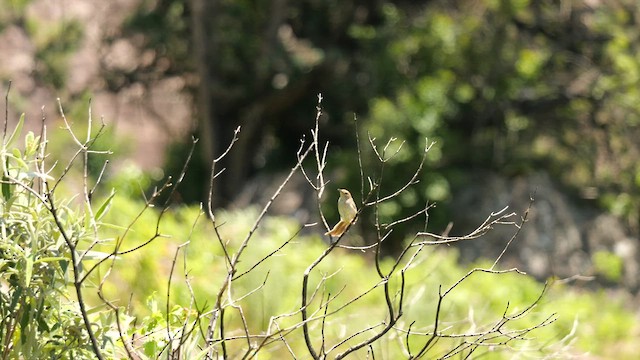 Rock-loving Cisticola - ML639323499