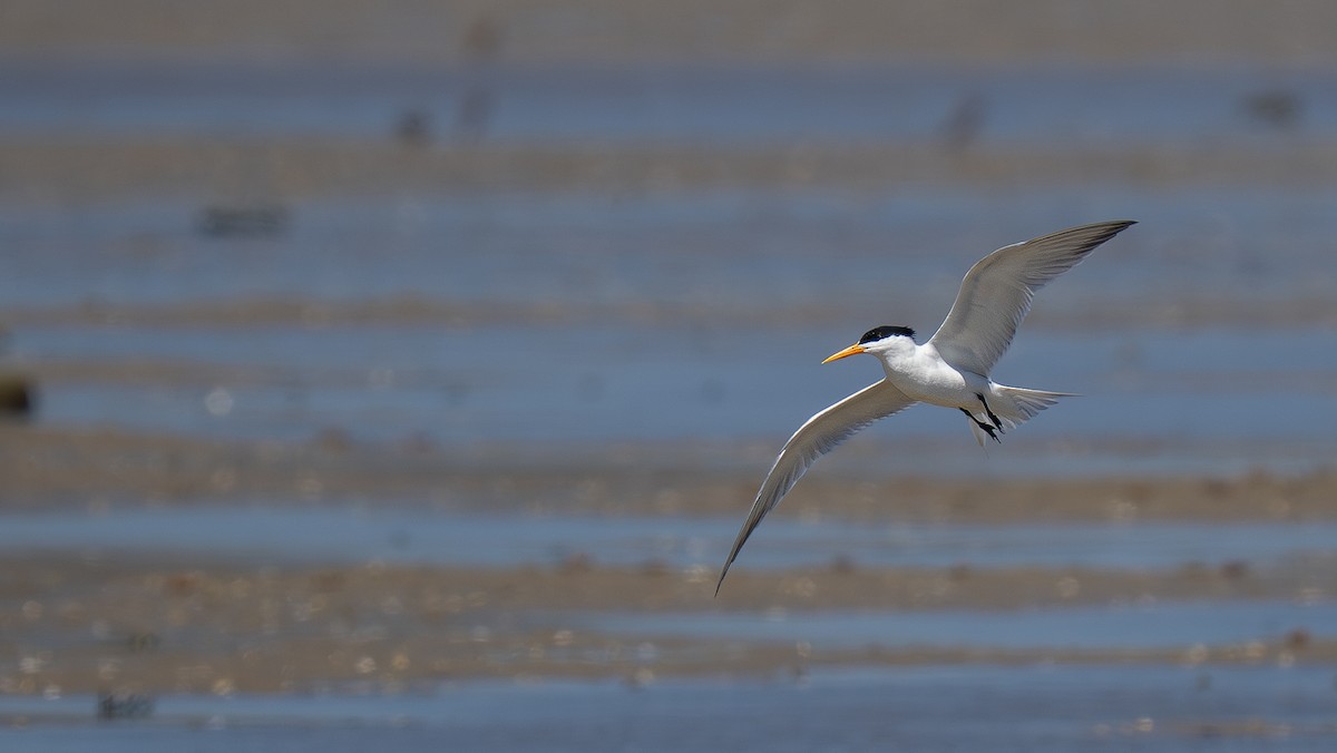 Lesser Crested Tern - ML639323522