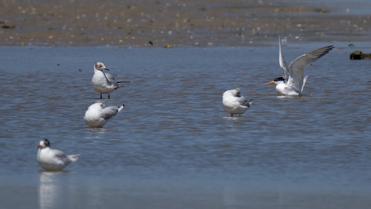 Lesser Crested Tern - ML639323523