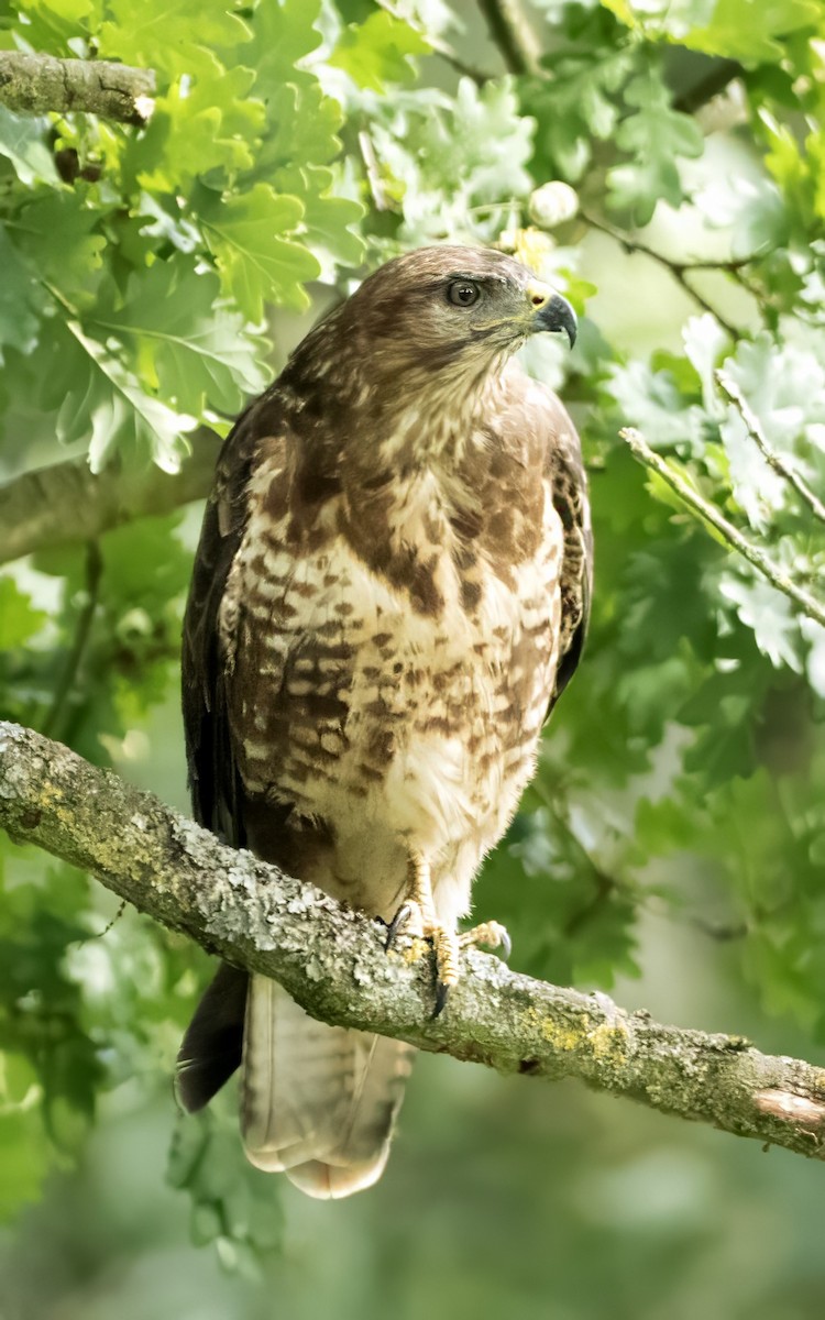 Common Buzzard - ML639323524