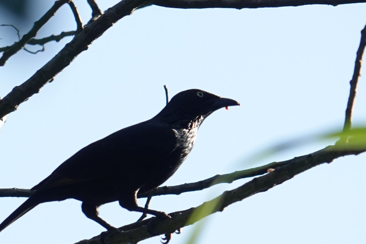 Brown-winged Starling - ML639323525