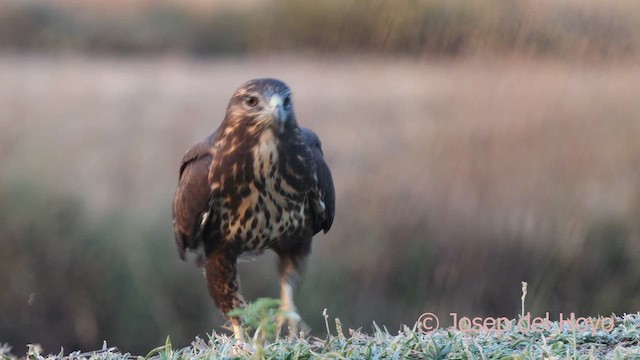 Common Buzzard (Western) - ML639323542