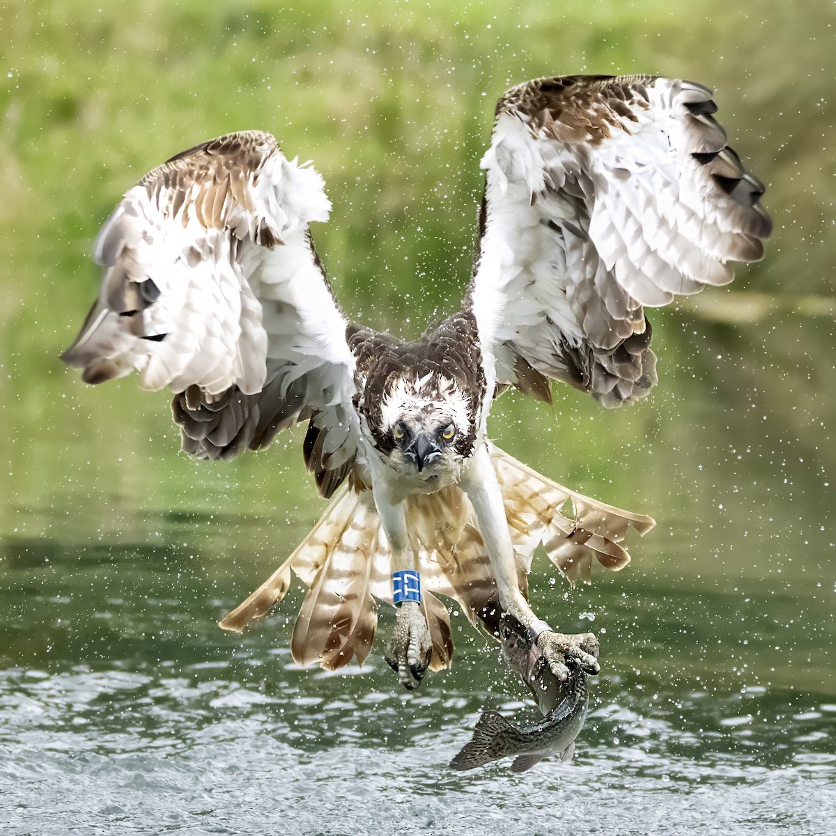Osprey - ML639323543
