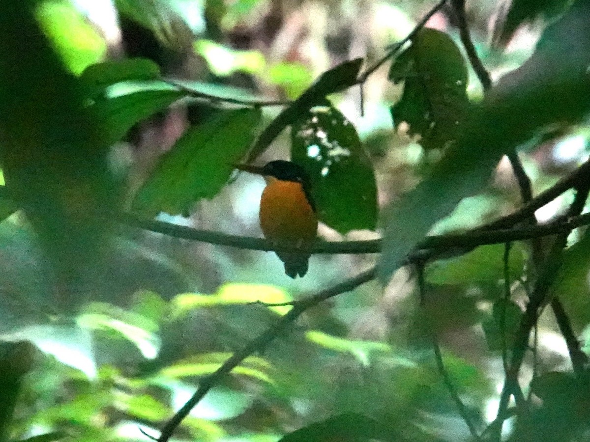 Guadalcanal Dwarf-Kingfisher (Malaita) - ML639323544