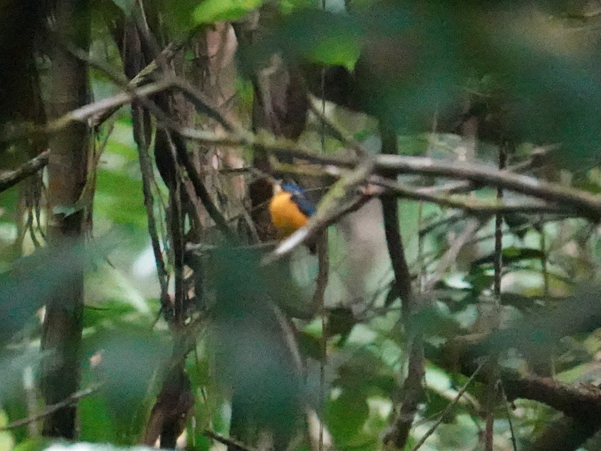 Guadalcanal Dwarf-Kingfisher (Malaita) - ML639323545