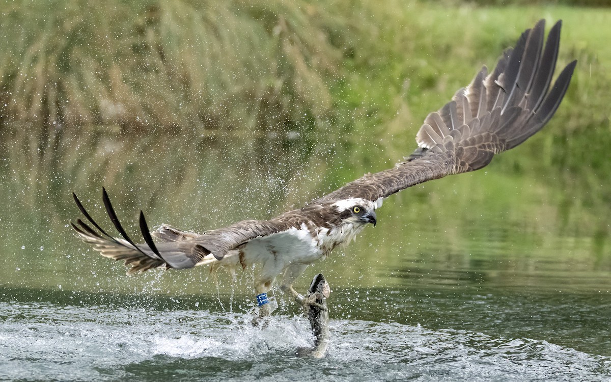 Osprey - ML639323546