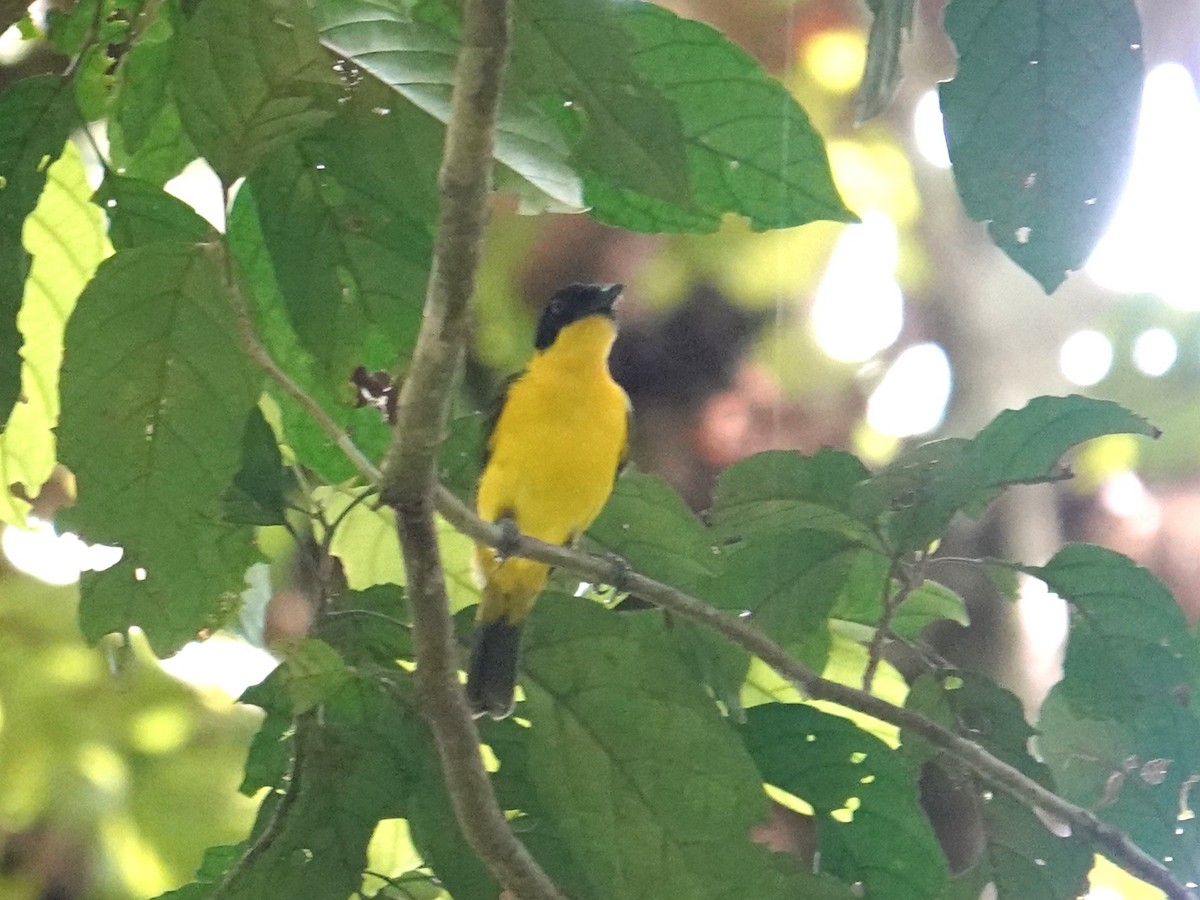 Oriole Whistler - ML639323557