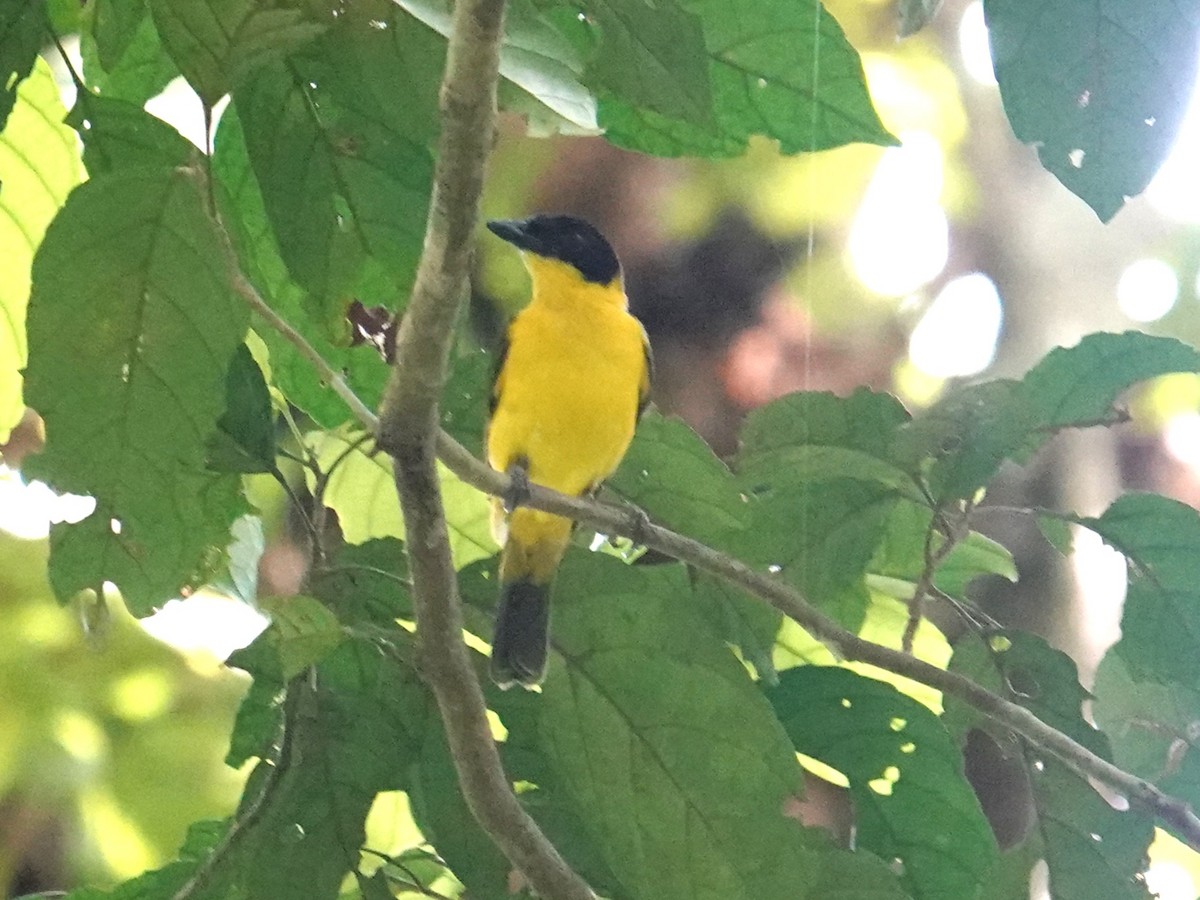 Oriole Whistler - ML639323558