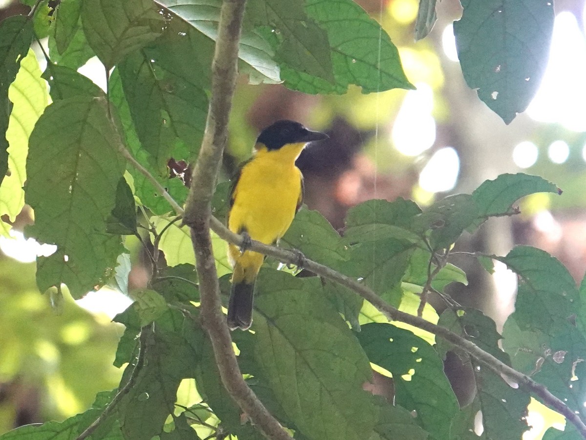 Oriole Whistler - ML639323559