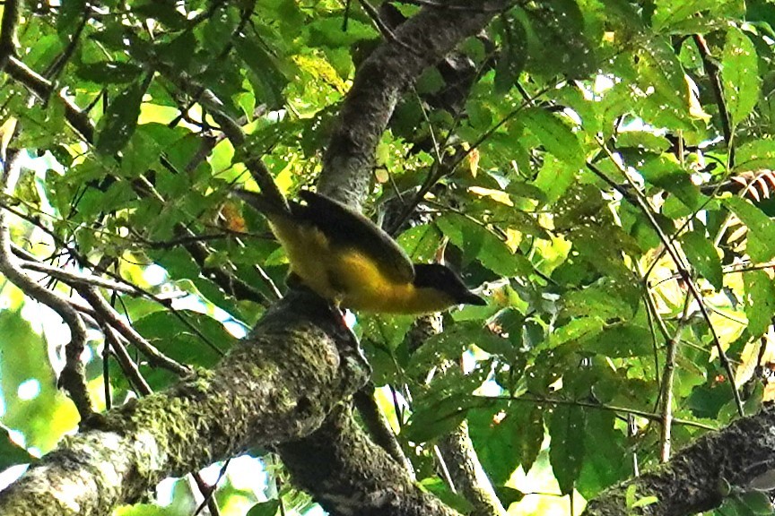 Oriole Whistler - ML639323560