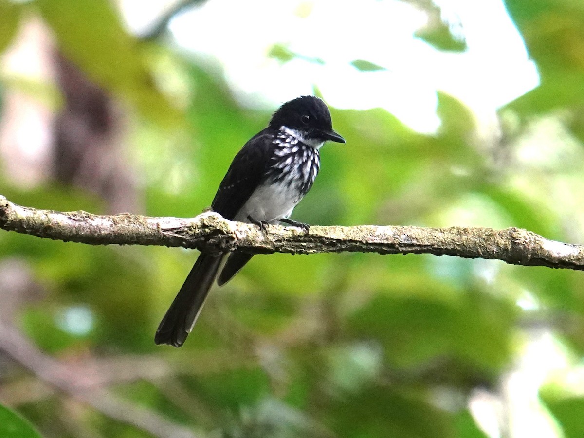 White-gorgeted Fantail - ML639323591