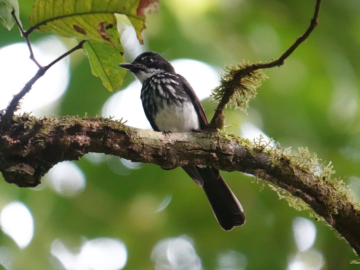 White-gorgeted Fantail - ML639323592