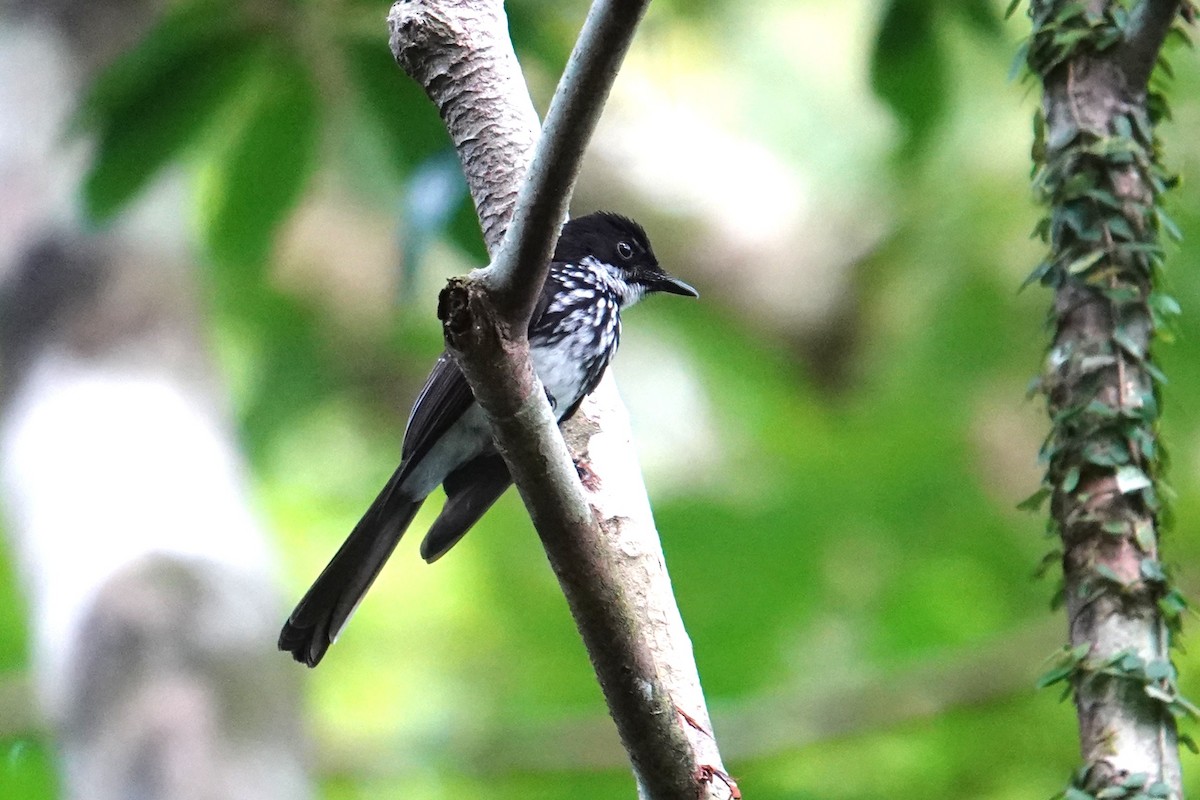 White-gorgeted Fantail - ML639323593