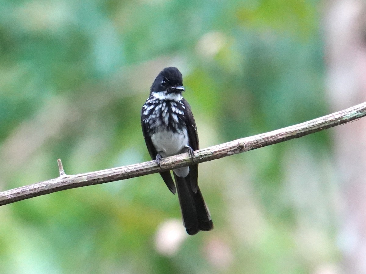 White-gorgeted Fantail - ML639323598